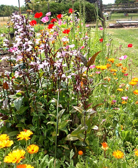 Wildflower Seeds 'Bird & Butterfly Mix'