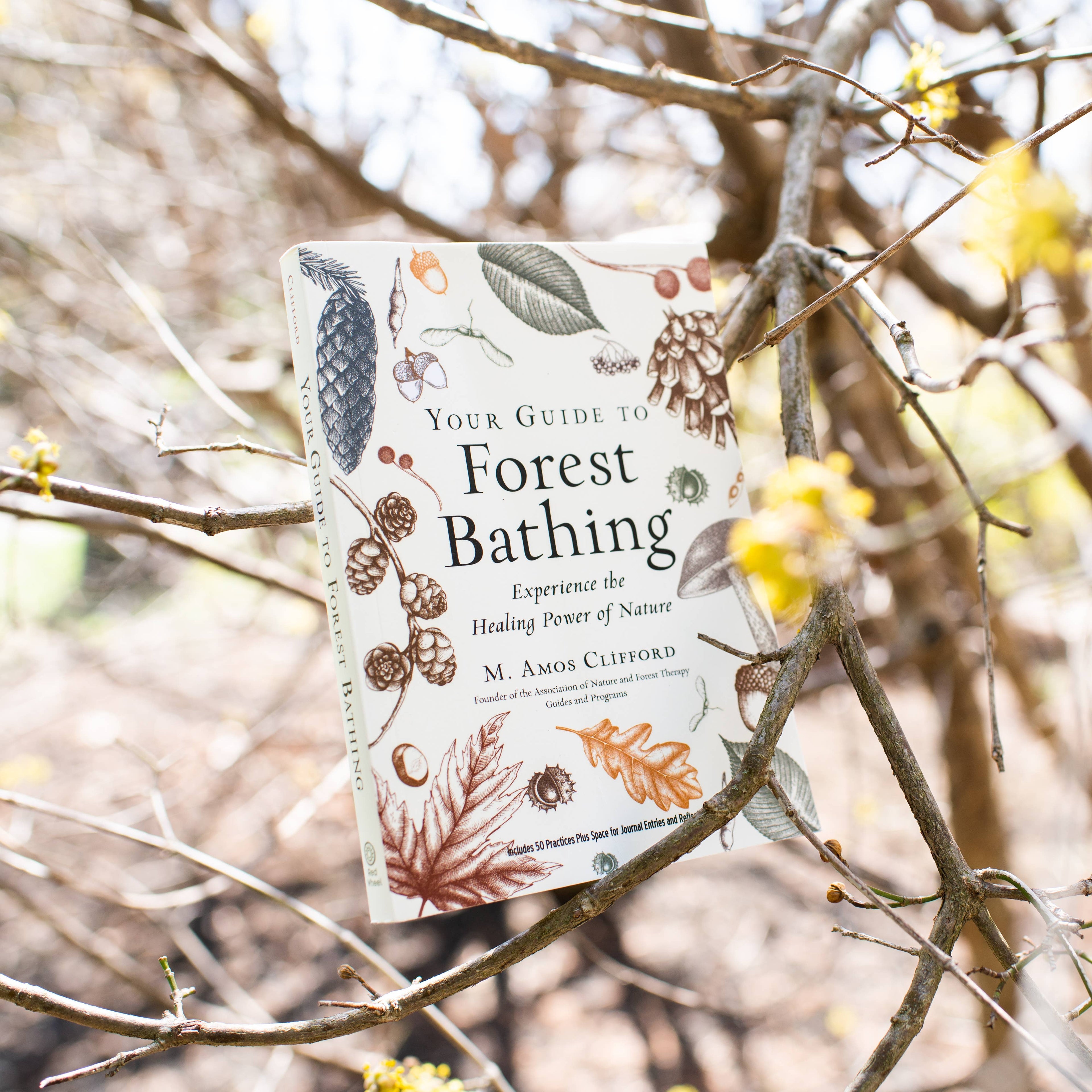 Your Guide to Forest Bathing: Expanded Edition