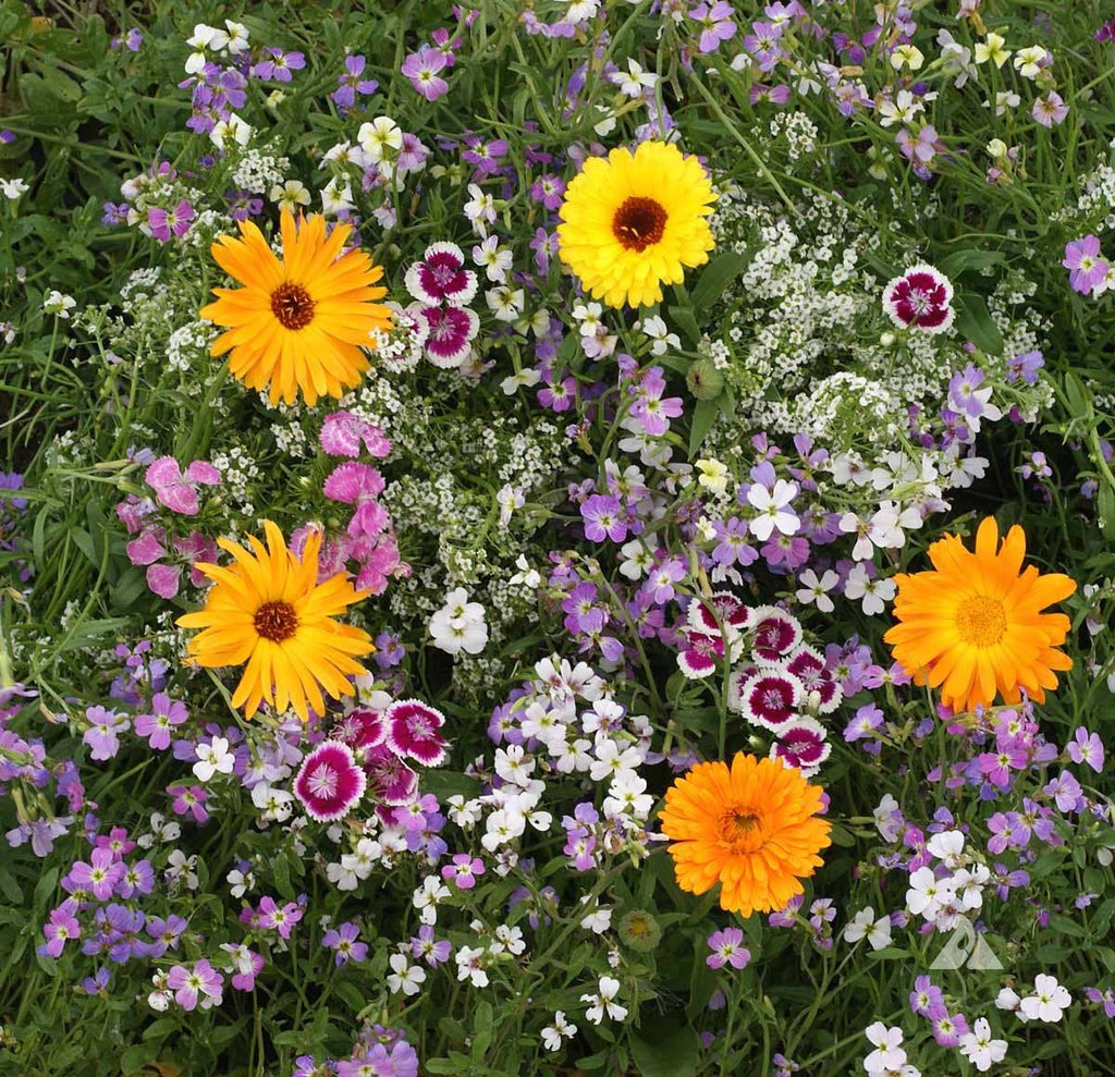 Wildflower Seeds 'Fragrant Mix'