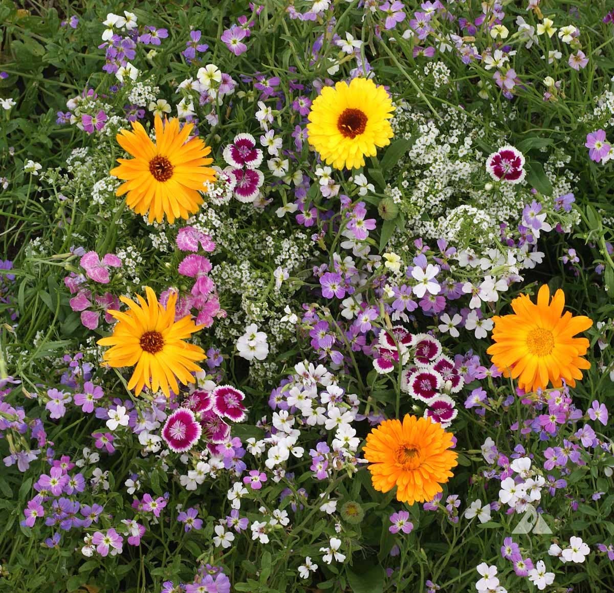 Wildflower Seeds 'Fragrant Mix'