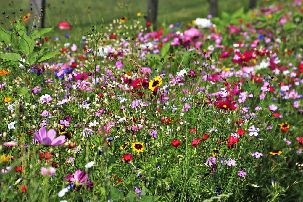 Wildflower Seeds 'Southeast Mix'