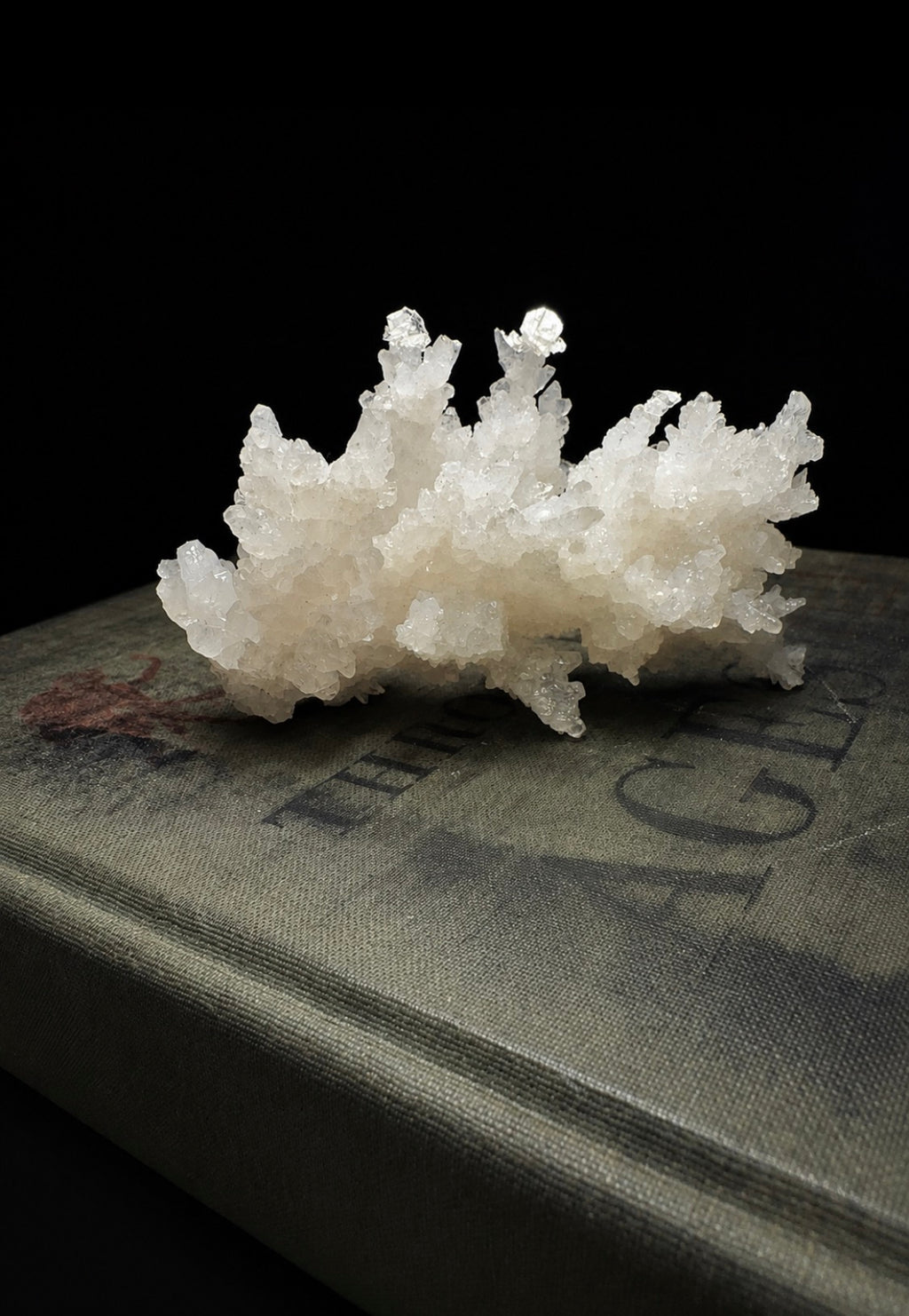 White Aragonite Coral Cluster