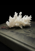 White Aragonite Coral Cluster