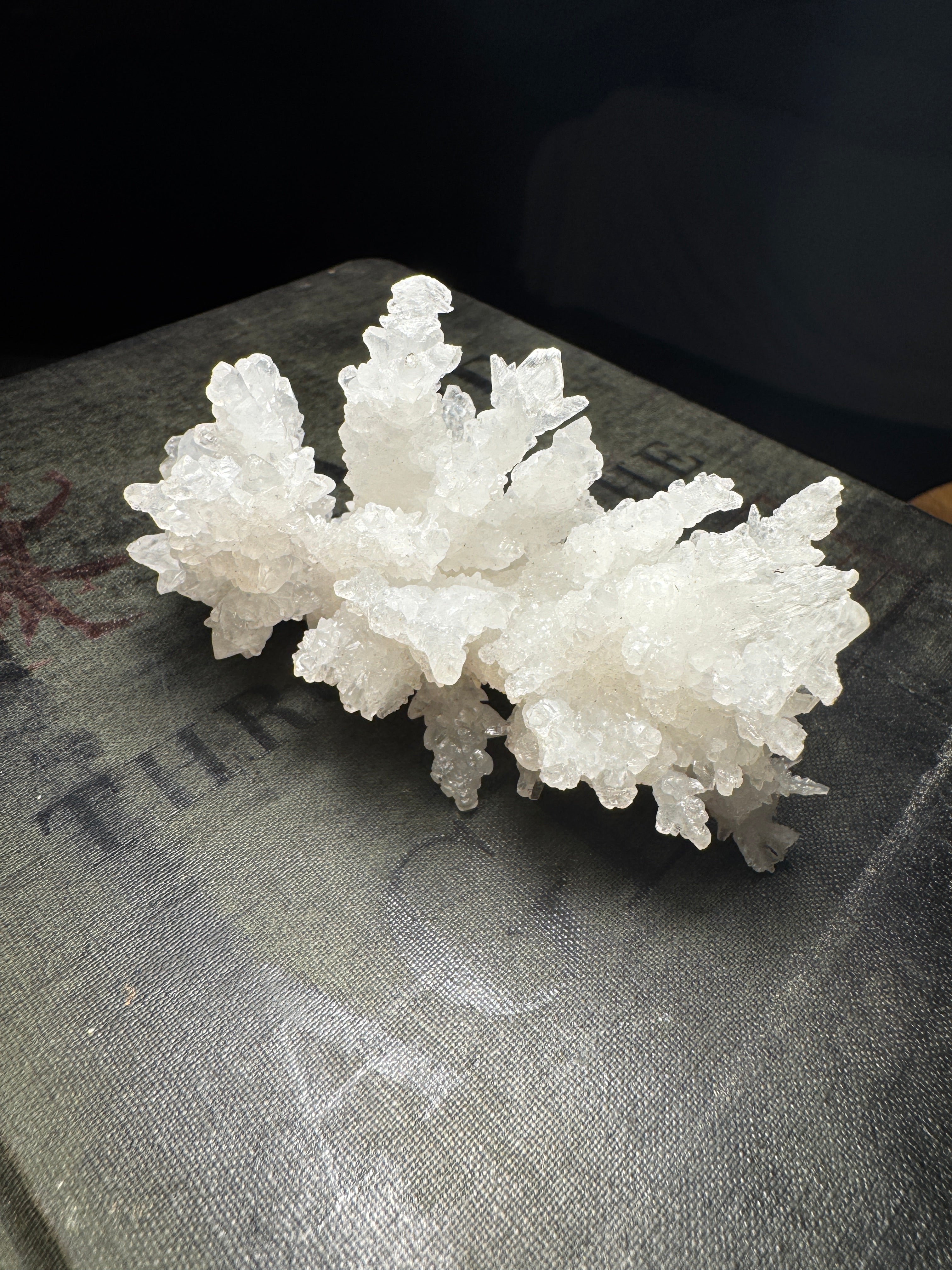 White Aragonite Coral Cluster