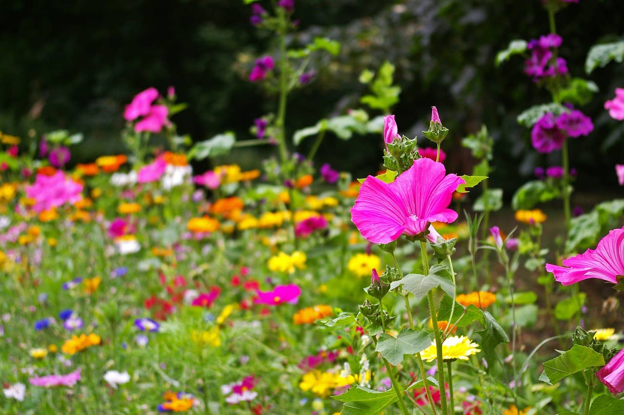 Wildflower Seeds 'Southeast Mix'